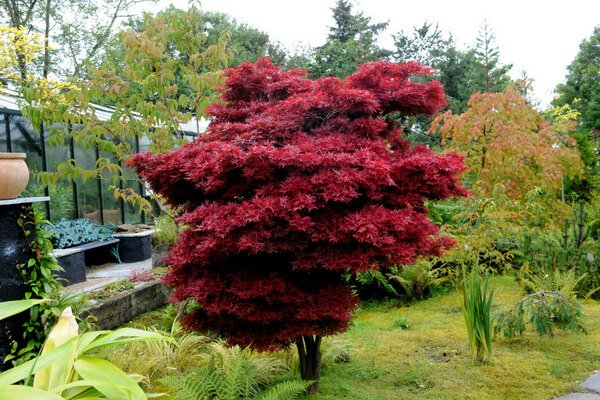 Maple, Dhu Varren Garden