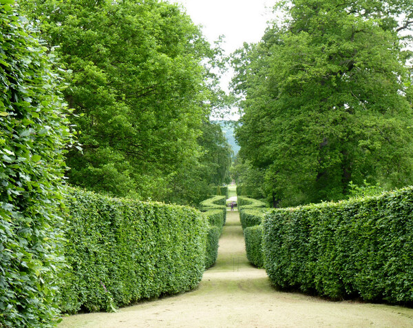 Hedge, Chatsworth