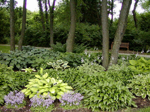 Hosta Garden, Klehm Arboretum & Botanic Garden