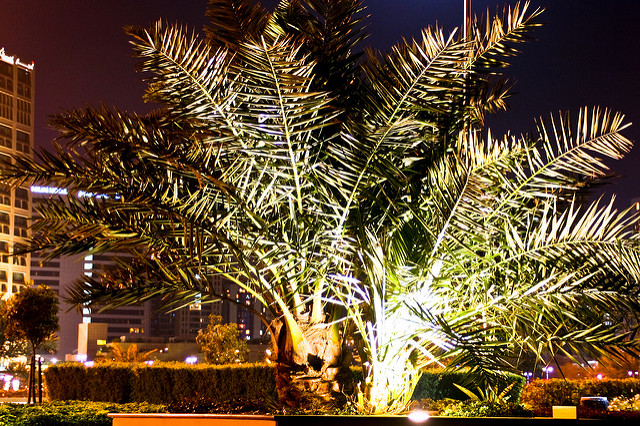 Abu Dhabi Corniche Park Gardens