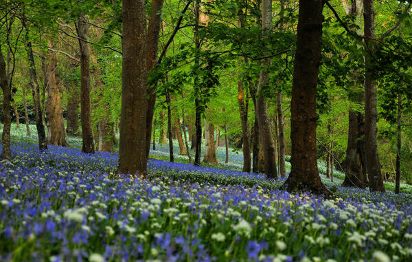 Antony Woodland Garden, England