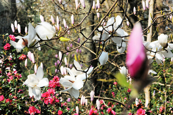 Magnolia, Antony Woodland Garden
