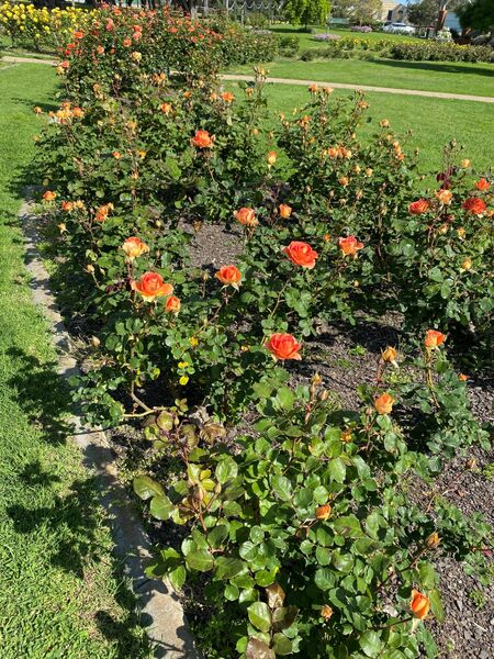 Mornington Botanical Rose Gardens, Australia