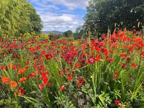 June Blake's Garden