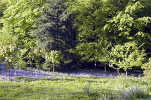 Bluebells at Horsted Place Hotel