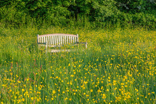 Bench, Bates Green Garden