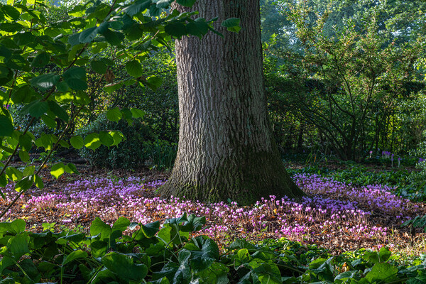 Cyclamen hederifolium, Bates Green Garden