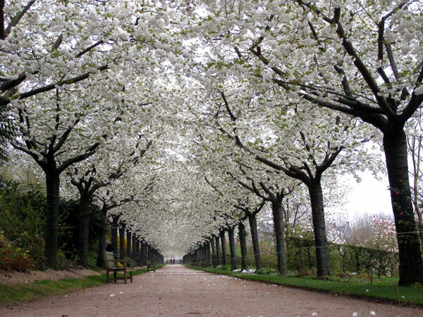 Cherry Walk at Jardins de Valloires