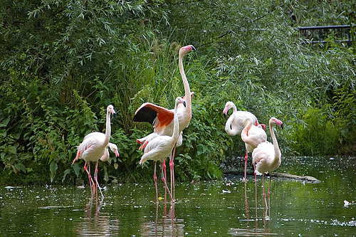 Flamingos at London Zoo