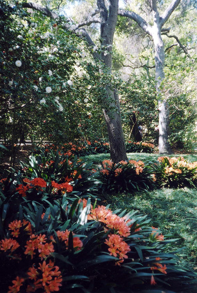 Clivia, Camellias and Oaks at Descanso Gardens