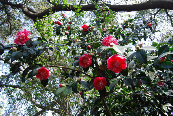 Camellias in Descanso Gardens