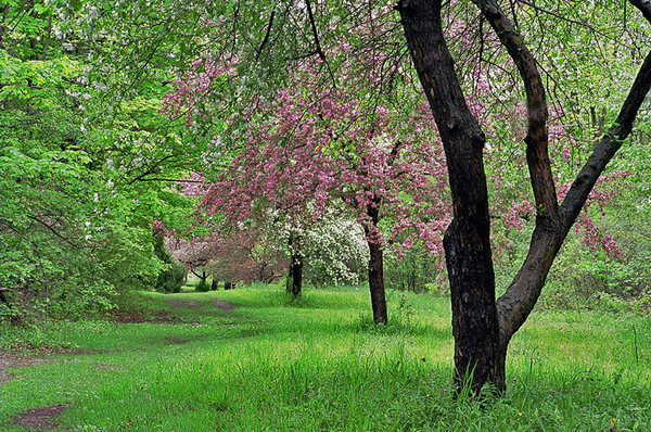Blossoms in Morgan Arboretum, Quebec