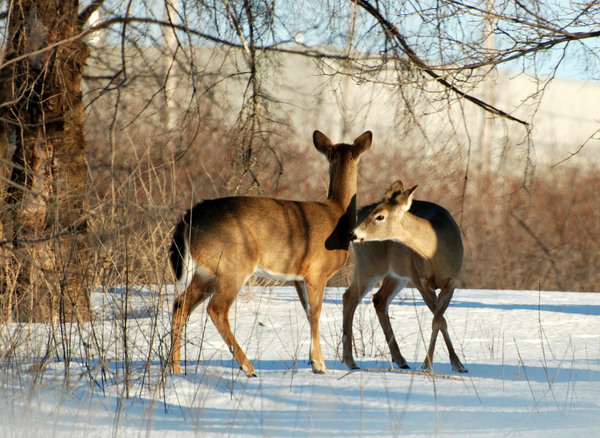 Deer at Morgan Arboretum