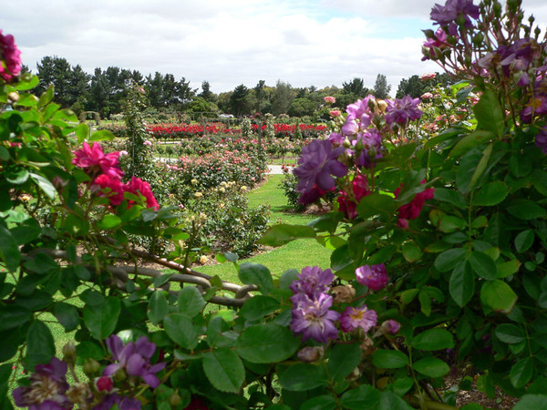 Victoria State Rose Garden, Australia