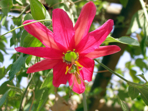 Passiflora, La Mortola - Giardini Botanici Hanbury