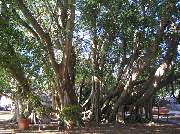 Ficus, Marie Selby Garden