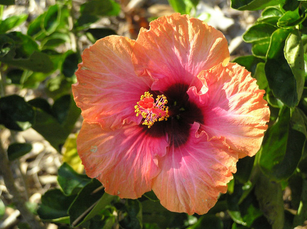 Hibiscus, Marie Selby Garden