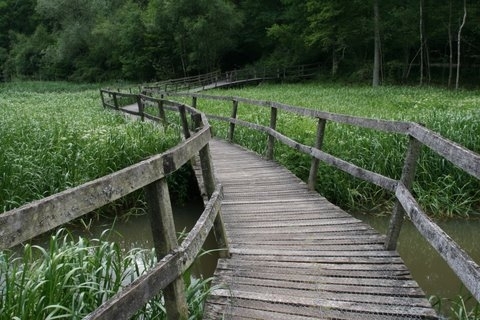Bridge, Wakehurst Place Garden