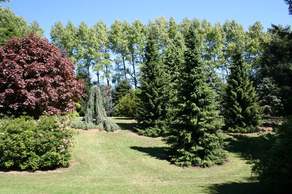 Conifer Garden, Cross Hills Garden