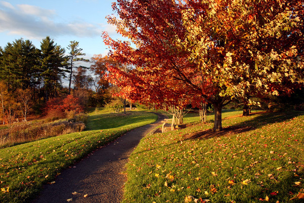 Autumn, Cornell Plantations