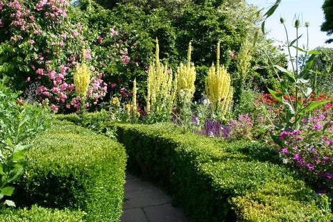 Great Dixter Garden, July 2008