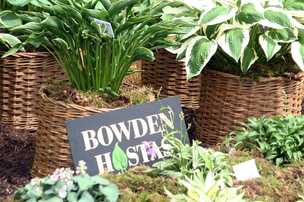 Bowden Hostas, Devon