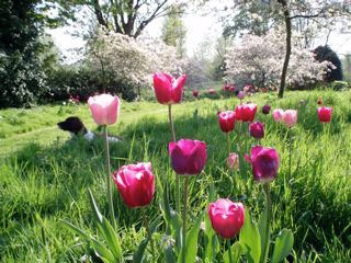 Tulips, Feeringbury Manor Garden