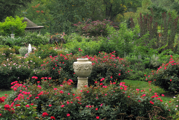 Rose Garden at Morris Arboretum in September