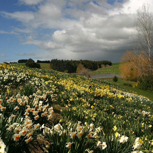 Daffodils, Maple Glen