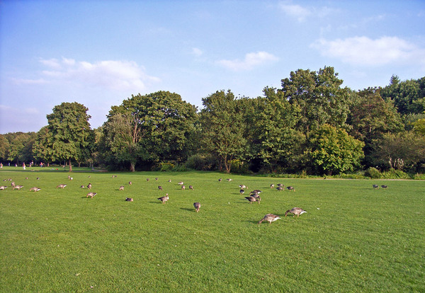 Birds on the Grass