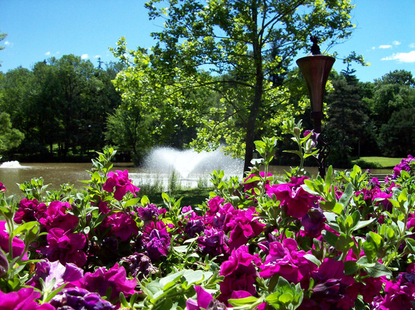 Elizabeth Park Rose Garden, Connecticut