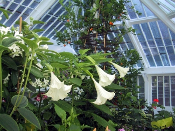 Daturas in the Greenhouse