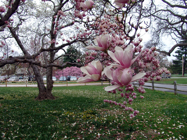 Magnolias, Scott Arboretum