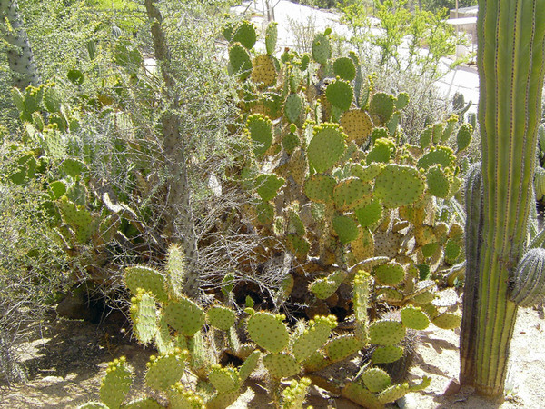 Cacti, Wild Animal Park