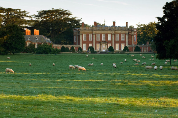 Sheep in front of Cottesbrooke Hall