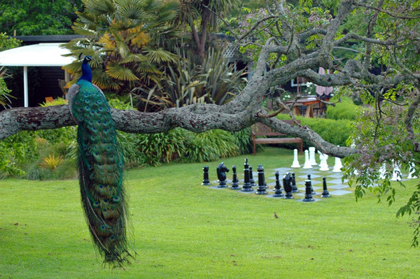 Peacock, Waihi Waterlily Gardens