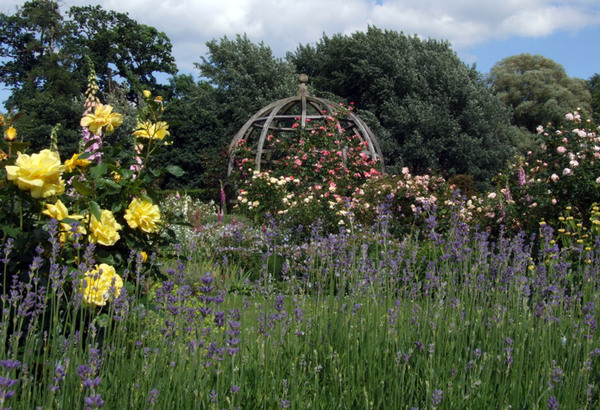 Rose Garden, Waterperry Gardens