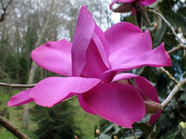 Magnolia, Tregrehan Garden