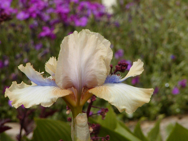 Viper, The Iris Garden