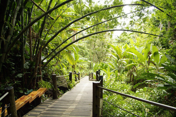 Boardwalk, Hawaii Tropical Botanical Garden