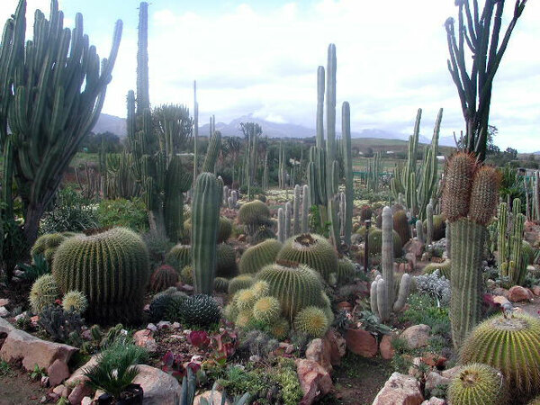 Sheilam Cactus Garden, South Africa