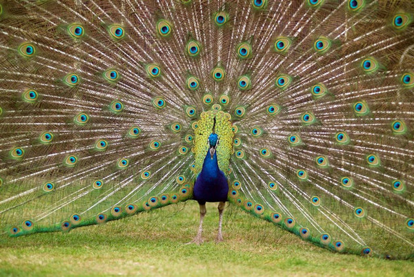 Peacock, Prestonfield
