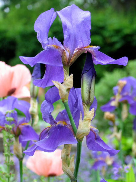 Iris, Cross Estate Garden