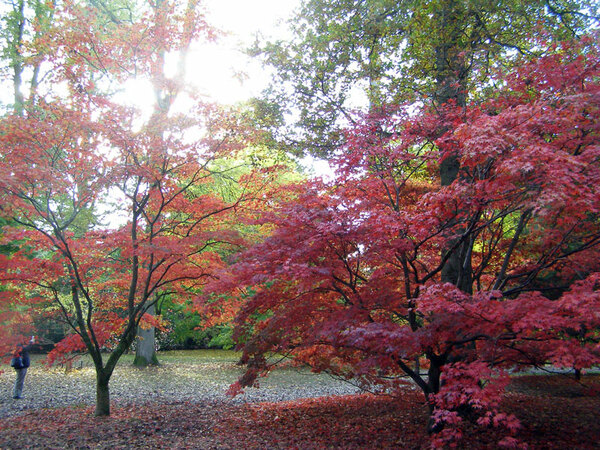 Westonbirt Arboretum, Gloucestershire