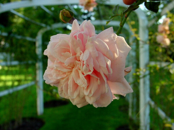 Rose, Governor John Langdon House Garden