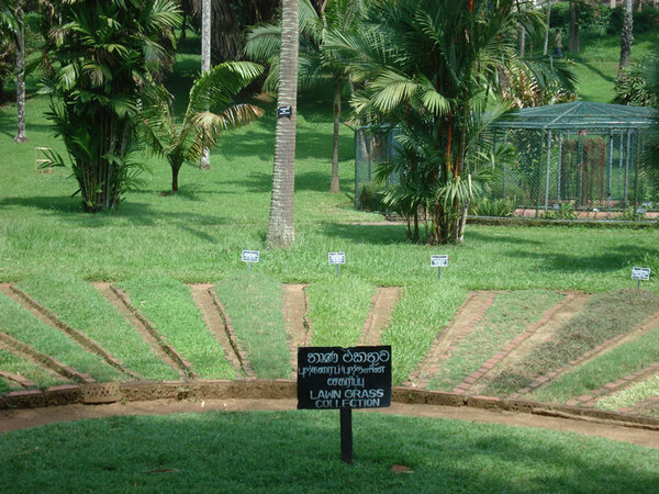 Peradeniya Botanic Gardens, Sri Lanka