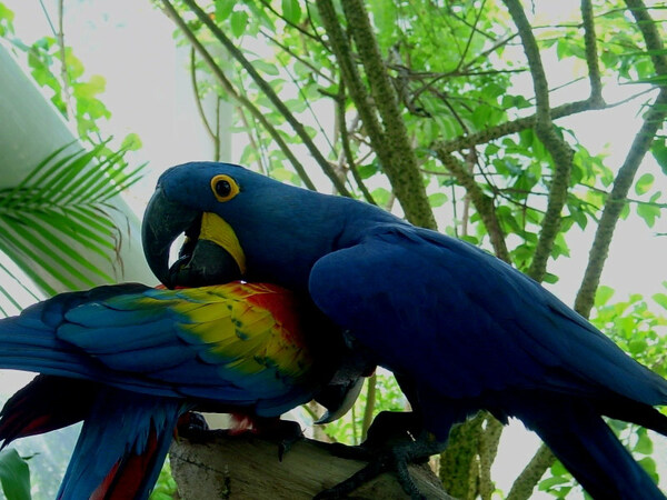 Parrots, Moody Gardens