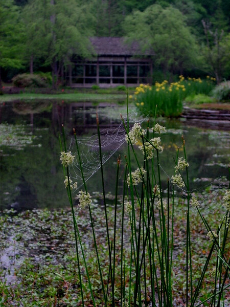 Pond, Mercer Arboretum
