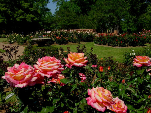 Tyler Municipal Rose Garden