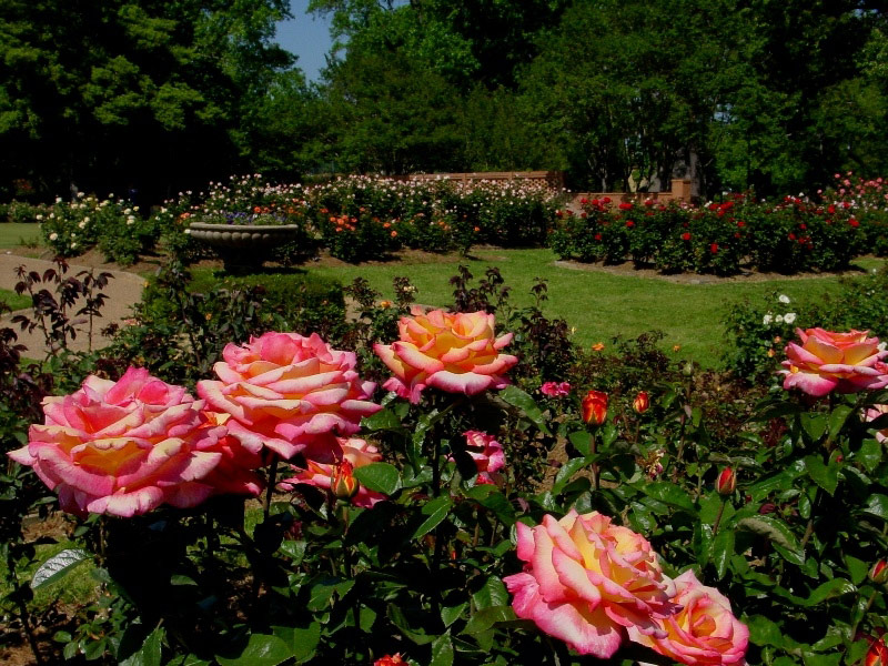 Municipal Rose Garden